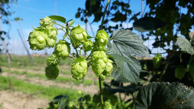 Minister Brouns benadrukt dat de hopsector cruciaal is voor Vlaanderen.