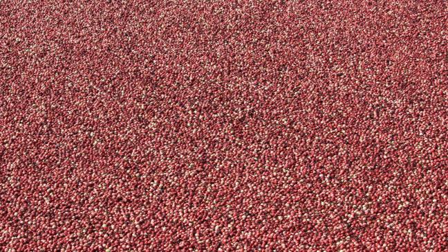 De oogst van cranberry’s is gebaseerd op het drijfvermogen van de vruchten, nadat men de percelen laat overstromen.