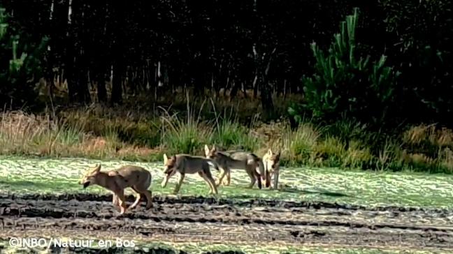 In tegenstelling tot bijvoorbeeld 2020 - toen de wolven Noella en August 4 welpen baarden - zijn er dit jaar geen wolvenwelpen geboren in Vlaanderen.