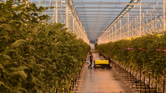 BelOrta haalde in 2024 een totale productomzet van 665 miljoen euro.