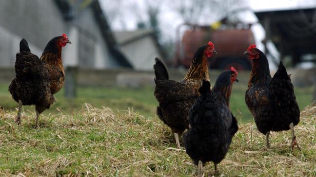 In de Verenigde Staten is een persoon overleden aan vogelgriep.