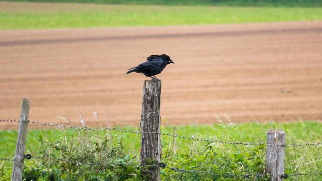 Landbouwers hebben het dikwijls niet begrepen op de kraaiachtigen omdat ze pas ontkiemde zaden opeten en door het plastic van kuilvoer pikken.