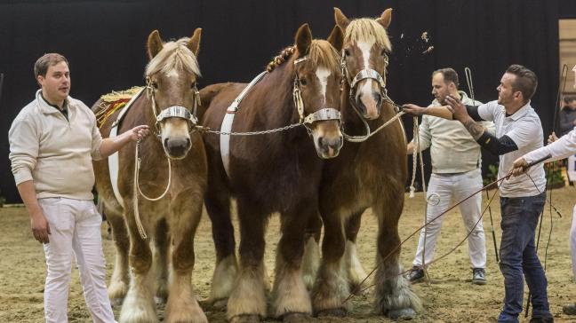 De wedstrijden met Belgische trekpaarden zijn meestal spectaculair om te volgen.