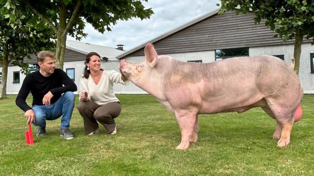 Edonis, winnaar van de Gouden Piétrain Award 2024, gefokt door Luk Vermeiren uit Rijkevorsel, en in eigendom van KI Vansteenlandt in Krombeke.