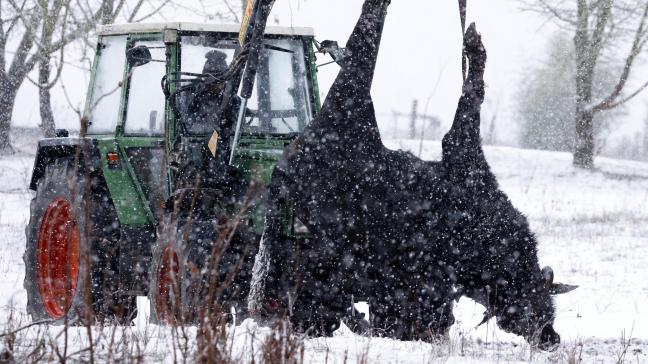 Een tractor verwijdert een karkas van een van de aan MKZ gestorven waterbuffels in Hoppegarten (Duitsland).