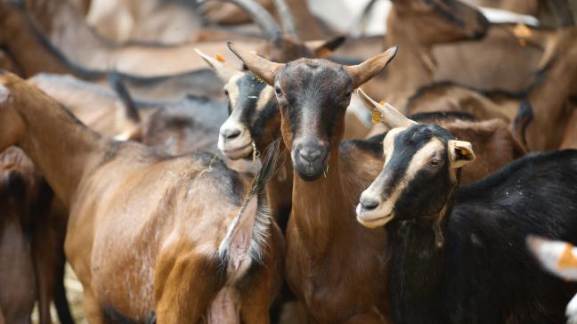 Duitse media berichtte dat de dieren met symptomen geiten zouden zijn, maar dat is niet doot officiële instanties bevestigt.