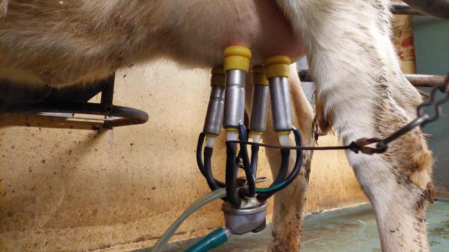 DGZ en MCC introduceren nieuwe analyses op rauwe melk om vogelgriep in melkvee op te sporen.