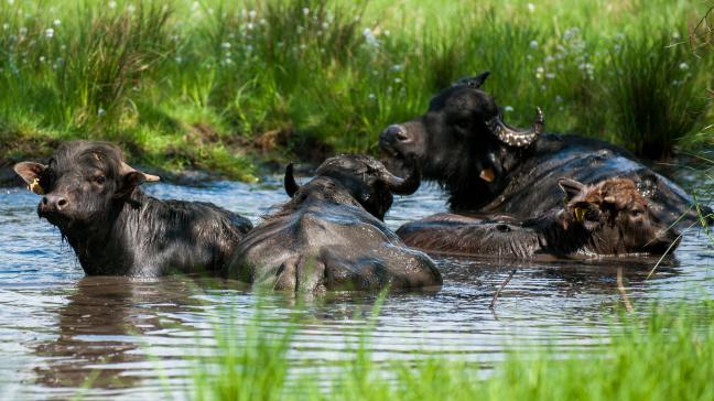 De golf van maatregelen tegen mond-en-klauwzeer in West-Europa begon met een uitbraak van deze virusziekte in een bedrijf met waterbuffels in Brandenburg op 10 januari.