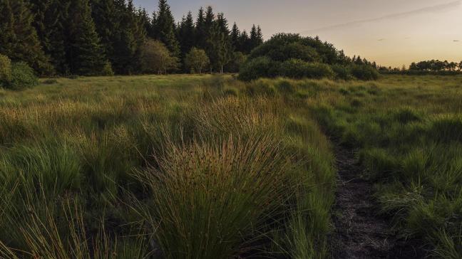 In het ontwerp van natuurherstelplan zal concreet duidelijk worden welke maatregelen rond veenbescherming en veenherstel er nodig zijn om de gestelde doelen te bereiken.