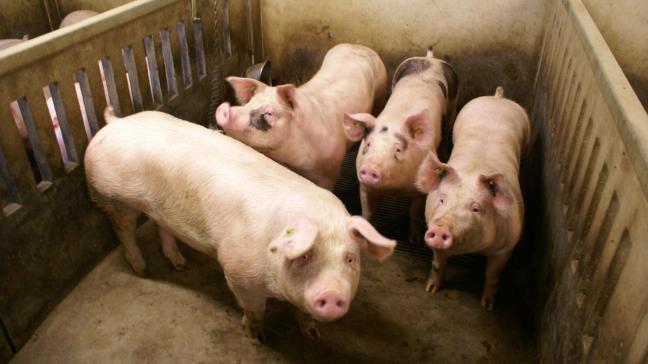 Ondanks een moeilijke doorstart leidde de oprichting van Pork.be tot verschillende belangrijke initiatieven in de varkenssector, schrijft de brancheorganisatie.