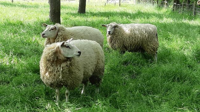 Beweiden zorgt voor minder ammoniakuitstoot.