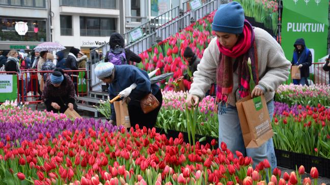 6.900 bloemenplukkers mochten elk een bosje van 15 gratis tulpen uitkiezen.