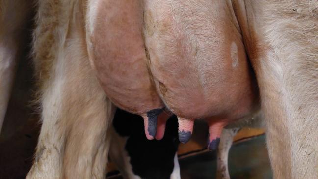 Over heel het kalenderjaar 2024 noteerde men in Nieuw-Zeeland 1,02% meer melk dan in 2023.