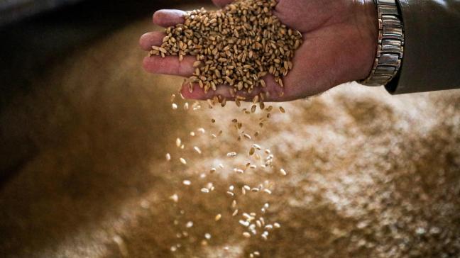 Volgens het Wasde-rapport is de globale tarwe- en maïsvoorraad samen over januari 5,65% lager dan een jaar terug.