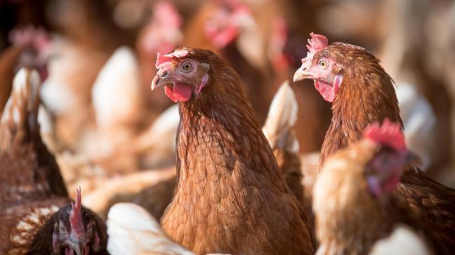 In de Nederlandse gemeente Idsegahuizum in de provincie Friesland werd vogelgriep vastgesteld op een leghennenbedrijf.