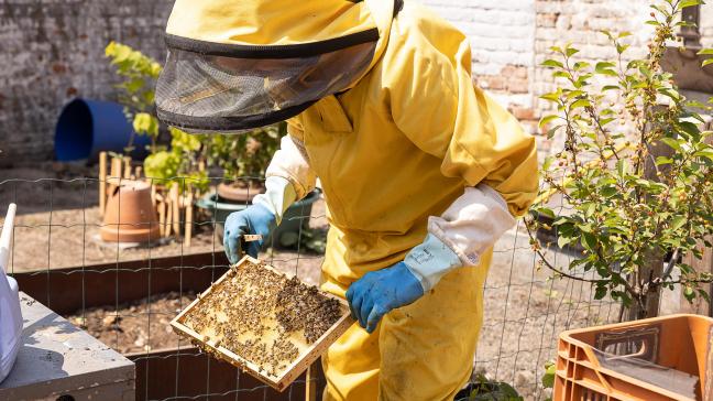 Mercosur en de import van versneden honing ondermijnen het inkomen van proffesionele bijenhouders in Europa, zegt de ECVC.