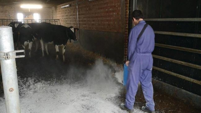 ILVO voerde een proef uit bij jongvee door 3 keer per week zeolieten over het stro in de ILVO-stallen te strooien.