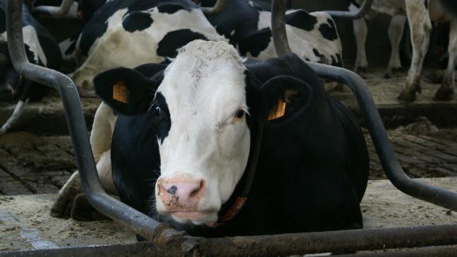 De vogelgrieppandemie in de Verenigde Staten baart experten veel zorgen: de kans vergroot dat het virus zodanig muteert dat mensen het aan elkaar kunnen doorgeven.