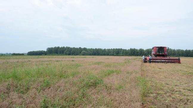 Steeds meer Vlaamse landbouwers ontdekken peulvruchten, zoals de gele erwt, als een veelbelovende teelt met een lage milieu-impact.