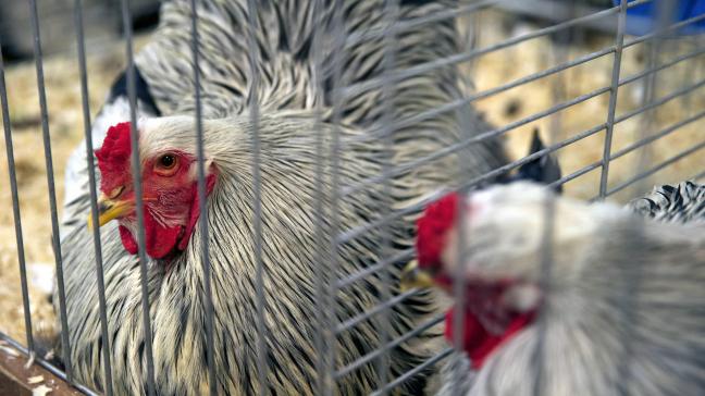 Opnieuw zijn 2 hobbyhouderijen in Luik besmet met vogelgriep. Het totaal telt momenteel 5 hobbyhouderijen in de provincie.