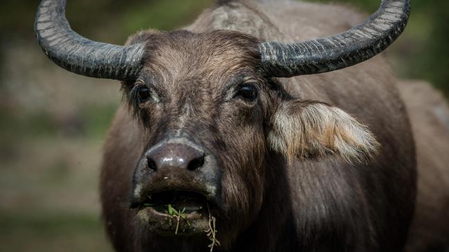 Eind vorig jaar werden 6 waterbuffels gedood door te hoge concentraties PFAS in hun lijf.