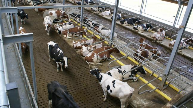 Een deel van het budget is voorberhouden voor innovatieve projecten rond de reductie van emissies in de (biologische) veehouderij.