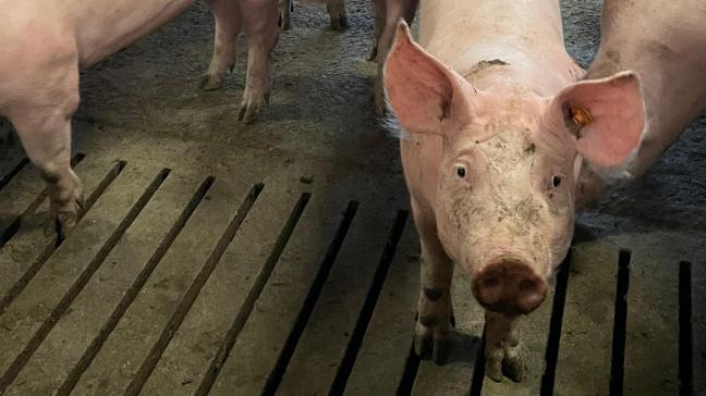 Wereldwijd gebruiken veel landen autogene vaccinatieprogramma's om virale en bacteriële ziekten te voorkomen en te beheersen.