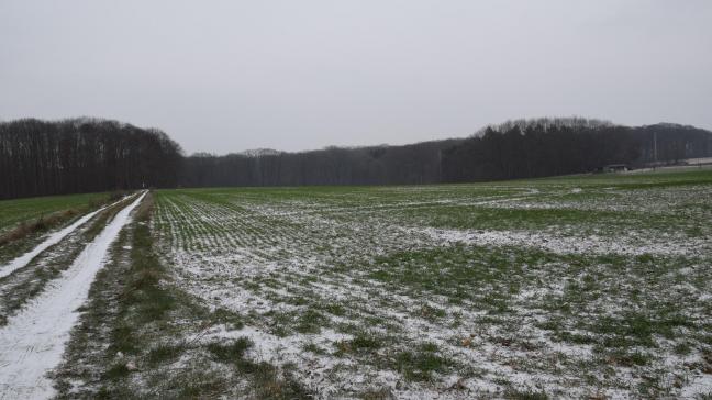 Sneeuw kan vorstschade bij graan beperken.