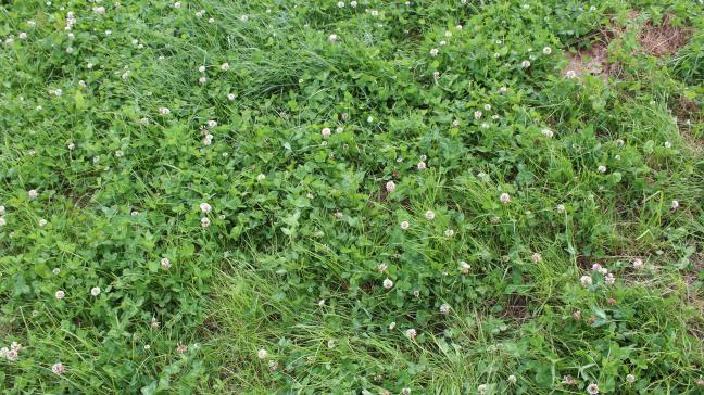 Van de totale oppervlakte laagelegen schraal hooiland ligt39% (zowat 736 ha)in planologisch agrarisch gebied.