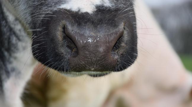 Enkel als een vleesstaal aantoont dat een karkas van de geblokkeerde veebedrijven onder de PFAS-norm ligt, mag het vrijgegeven worden.