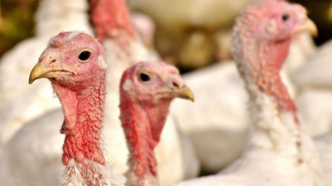 De Landsbond Pluimvee heeft met succes de strengere welzijnsnormen voor het houden van kalkoenen in Vlaanderen teruggefloten.