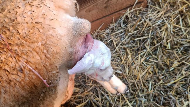 Geboorte met normale ligging van het lam: kop op de gestrekte voorpoten.