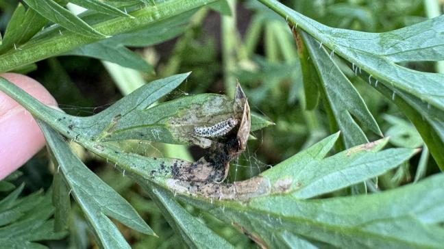 Een rups op een blad van een wortelplant.