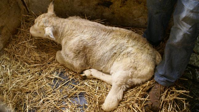 Momenteel ligt het aantal verwerpingen en zwak geboren kalveren met aangeboren afwijkingen omwille van blauwtong zeer hoog.