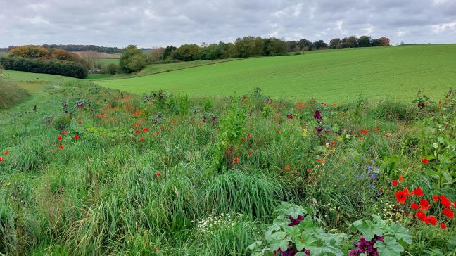 Belgen onderschatten nog steeds de impact van biodiversiteit.