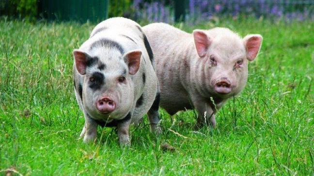 Volgens Devillé zijn er te weinig dierasielen voor weidedieren. Hij haalde een voorbeeld met minivarkens aan.