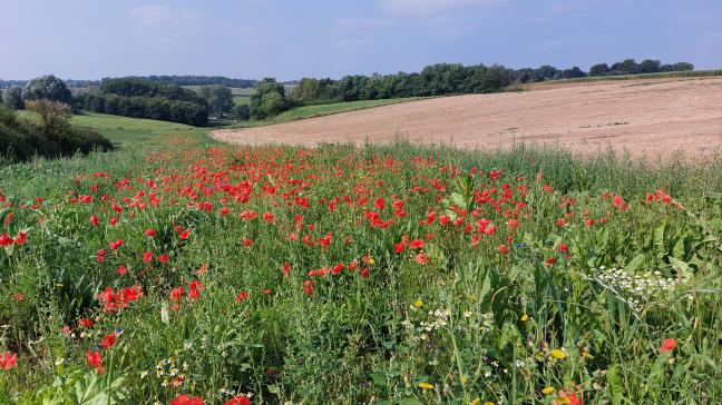 België behoort tot de betere leerlingen van de klas en heeft wel toereikende plannen in verband met biodiversiteit overgemaakt aan de Verenigde Naties.