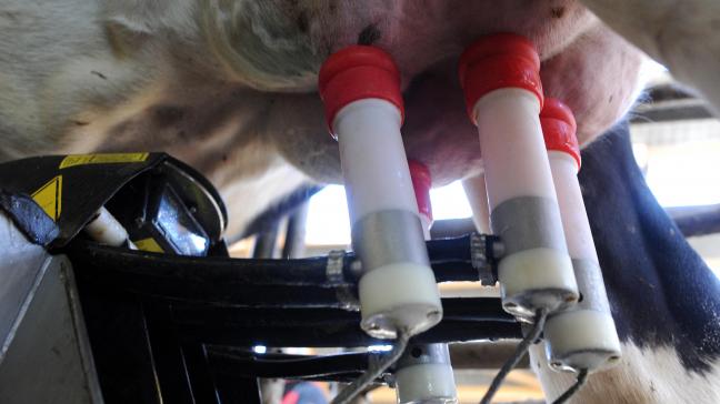 De stevigere melkaanvoercijfers over december laten zien dat er wereldwijd veel moeite wordt gedaan om zo hard mogelijk te melken, gemotiveerd door de aantrekkelijke voedermarges.