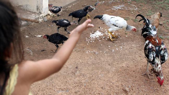 In Cambodja is een kind van 2 jaar overleden aan vogelgriep.
