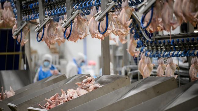 In 2024 werden 310,5 miljoen stuks gevogelte geslacht, een absoluut record.