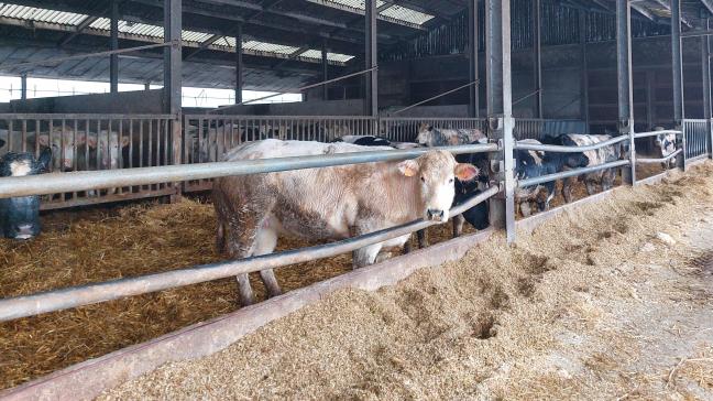Coevia meldt dat de prijzen voor BWB-koeien en -stieren stijgen.
