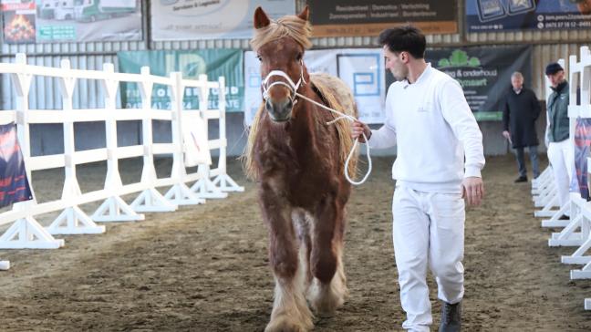 De Europees kampioen van Sint-Pieters-Leeuw, Bamako van de Boterhoeve, had veel hengstenuitstraling. Hij werd reekswinnaar Oosteeklo 2025 - oudste hengstveulens.
