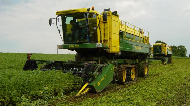 Oogstrijpe groenten worden door de teler of een loonwerker gerooid en daarna zo snel mogelijk naar de diepvriesfabriek vervoerd.