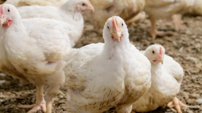 Het pluimvee op het bedrijf in Stekene wordt geruimd om een verdere verspreiding van de vogelgriep te voorkomen.