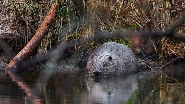 De bever doet het steeds beter in Vlaanderen.