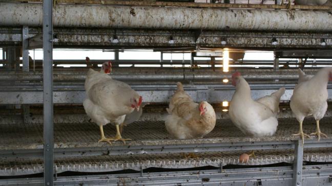 Nederland test een vaccin tegen vogelgriep eerst op 1 commercieel pluimveebedrijf, en zal pas later opschalen.