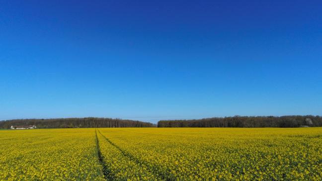 Canada is een van de grootste producenten van raapzaad.