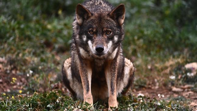 De Europese Commissie wil haar habitatrichtlijn voor de wolf gelijk trekken met het Verdrag van Bern, waarin de wolf niet langer ‘strikt beschermd’ is.