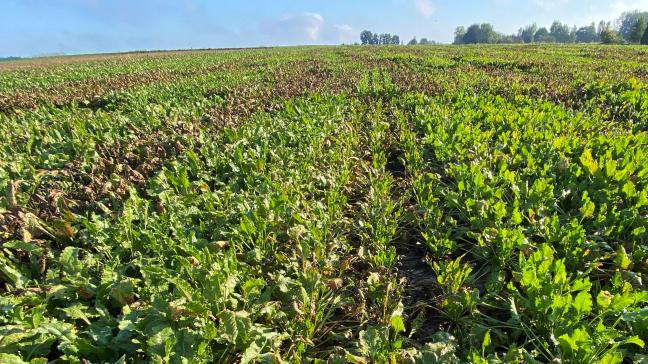18 nieuwe suikerbietenrassen zijn toegelaten op de nationale rassenlijst voor landbouwgewassen.