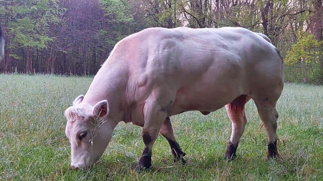 Coevia meldt dat de prijzen voor BWB-koeien en -stieren stijgen
